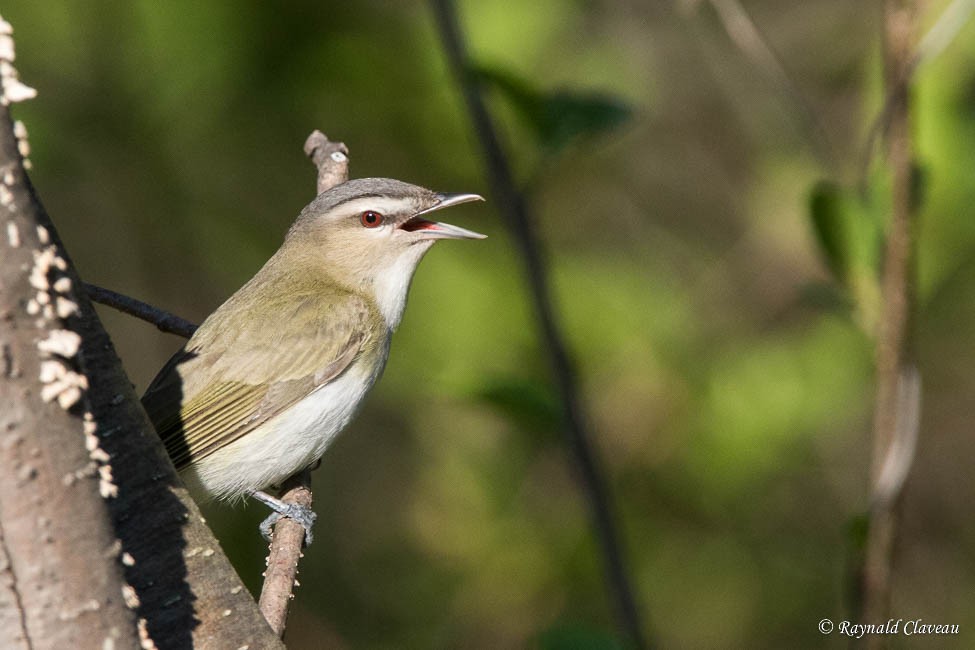 Red-eyed Vireo - Raynald Claveau