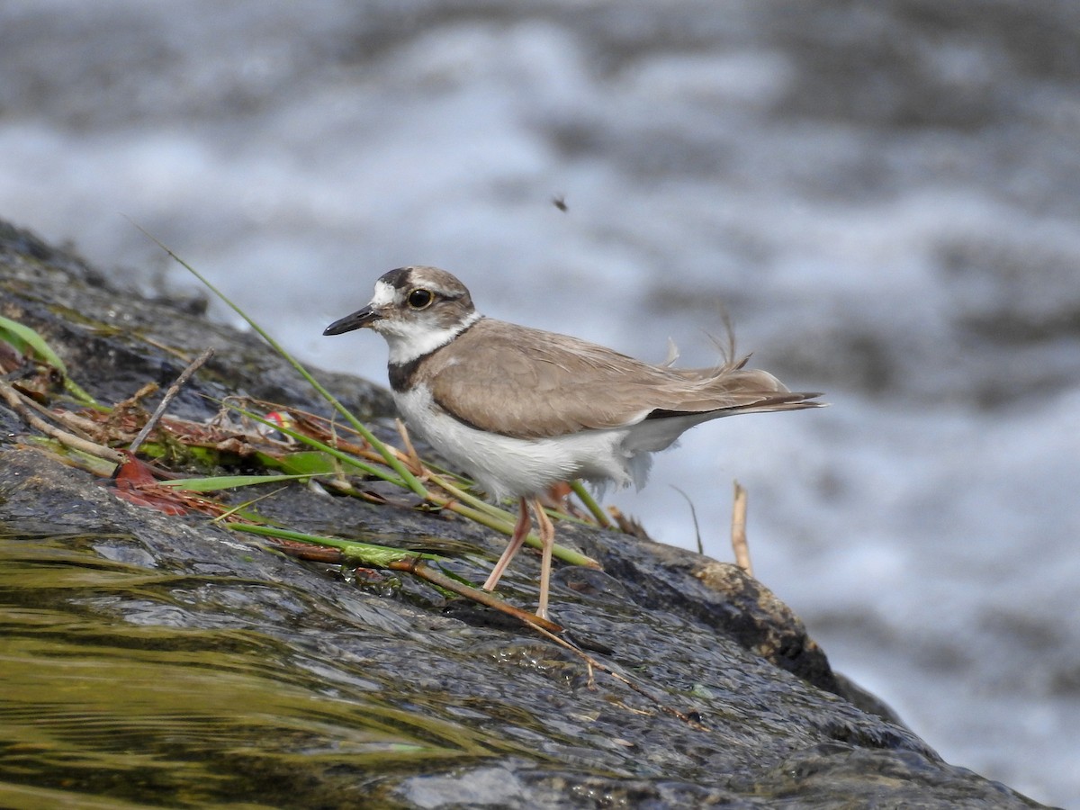 Long-billed Plover - Anonymous
