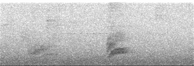 Spot-breasted Antvireo - ML102714831