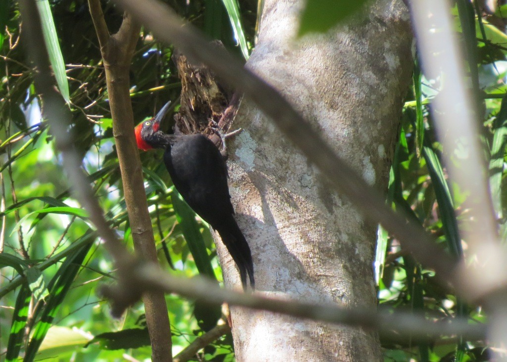 Andaman Woodpecker - Mark Smiles