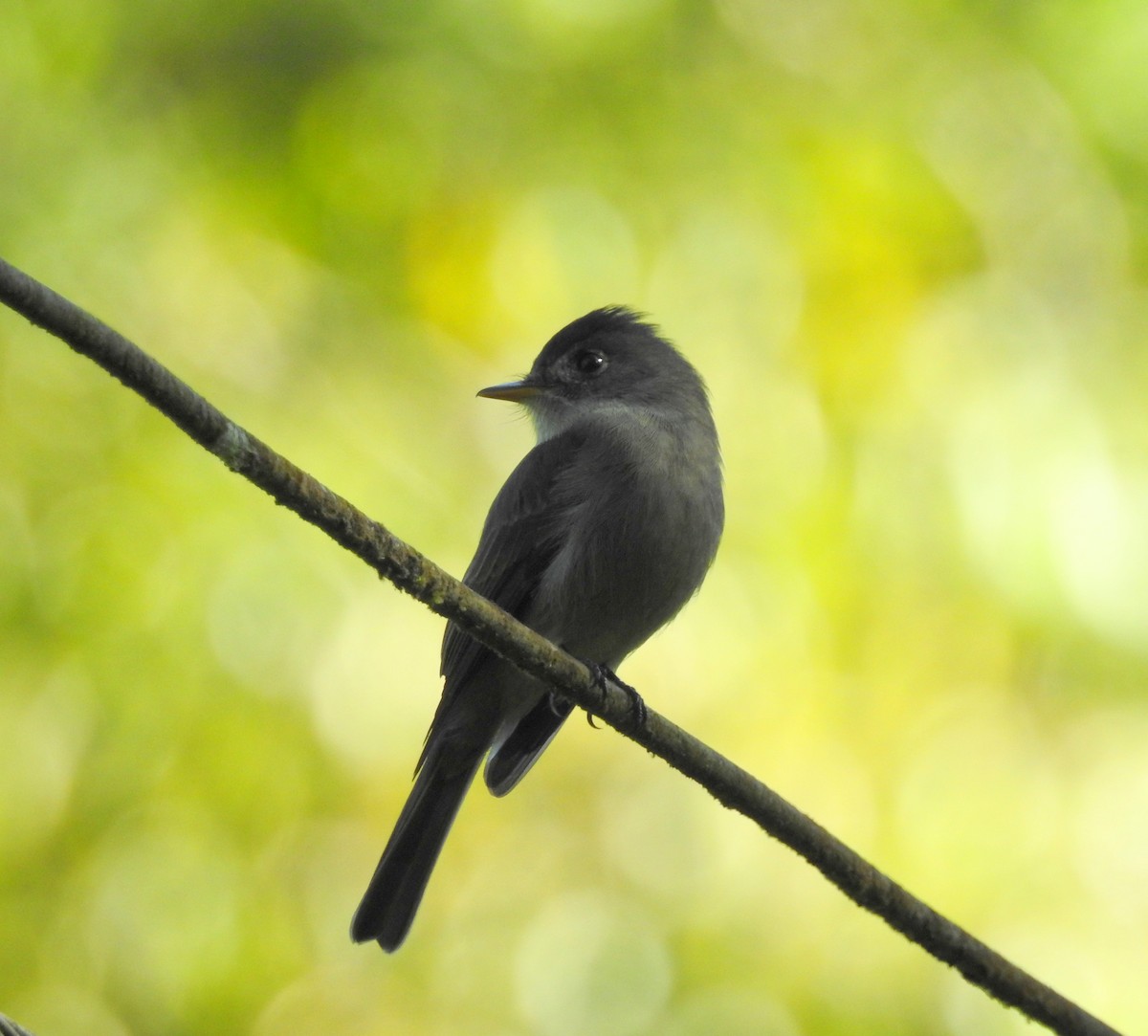 Southern Tropical Pewee - ML102714911
