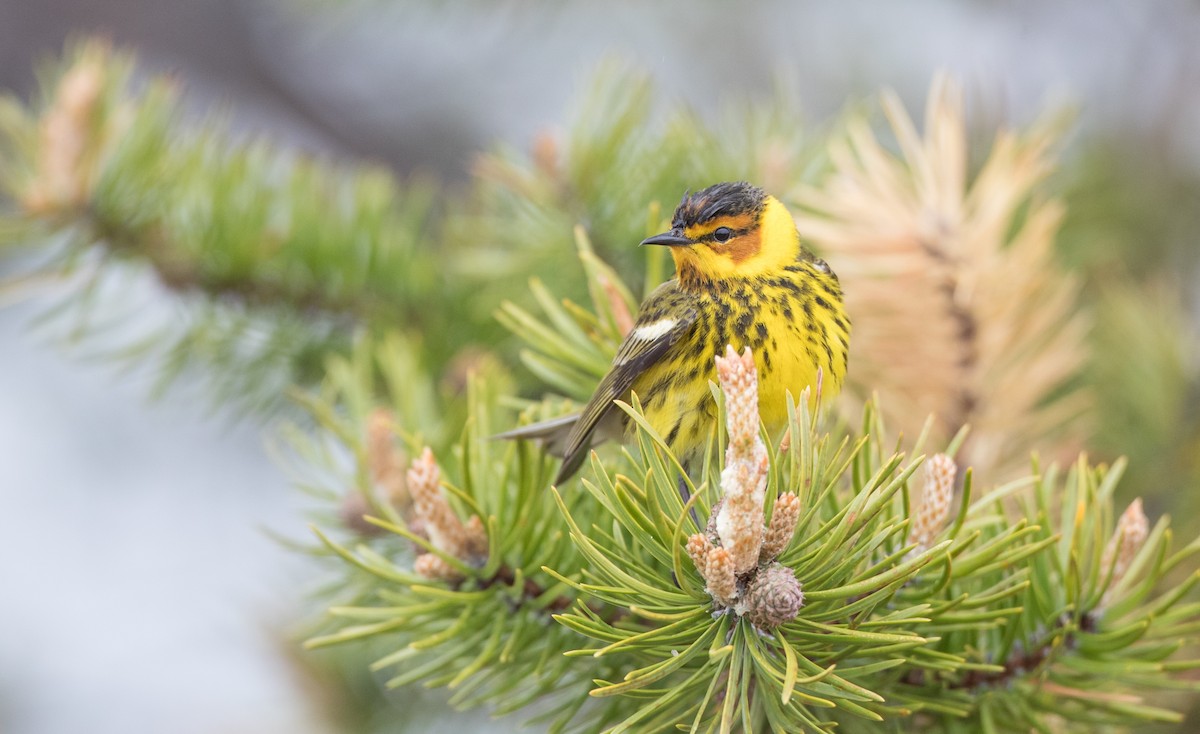 Cape May Warbler - ML102718821