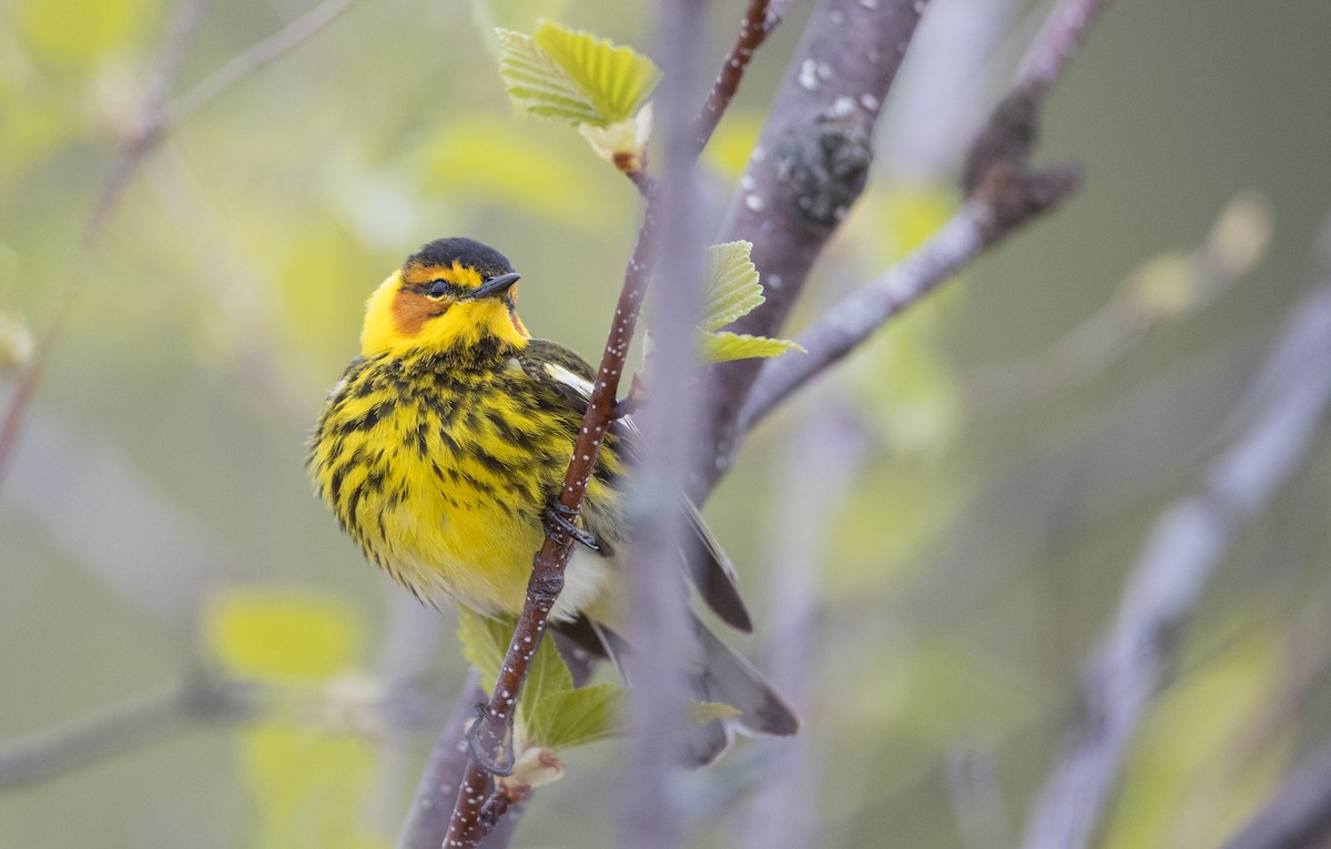 Cape May Warbler - ML102718831