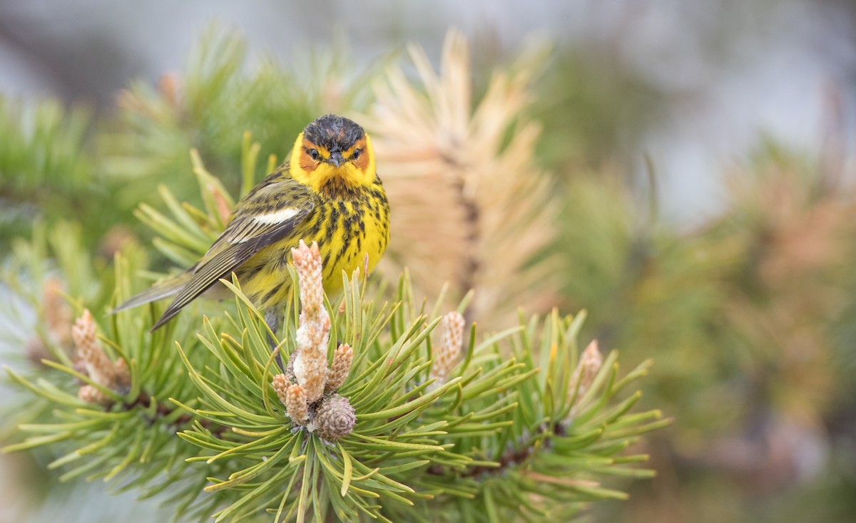 Cape May Warbler - ML102718841