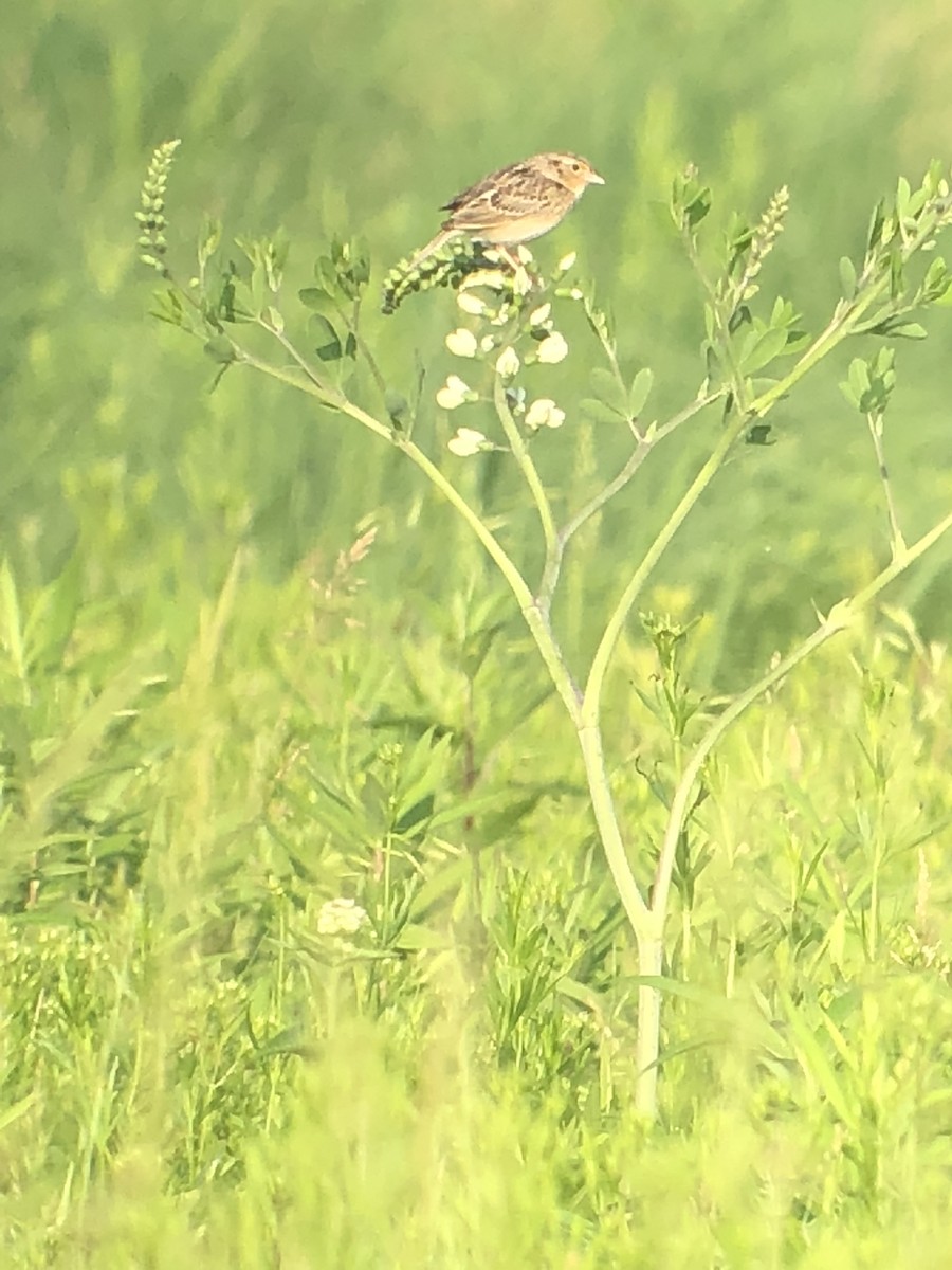 Grasshopper Sparrow - ML102722401