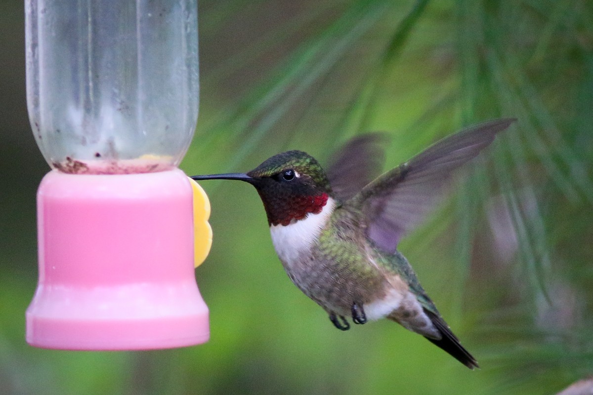 Ruby-throated Hummingbird - ML102723251