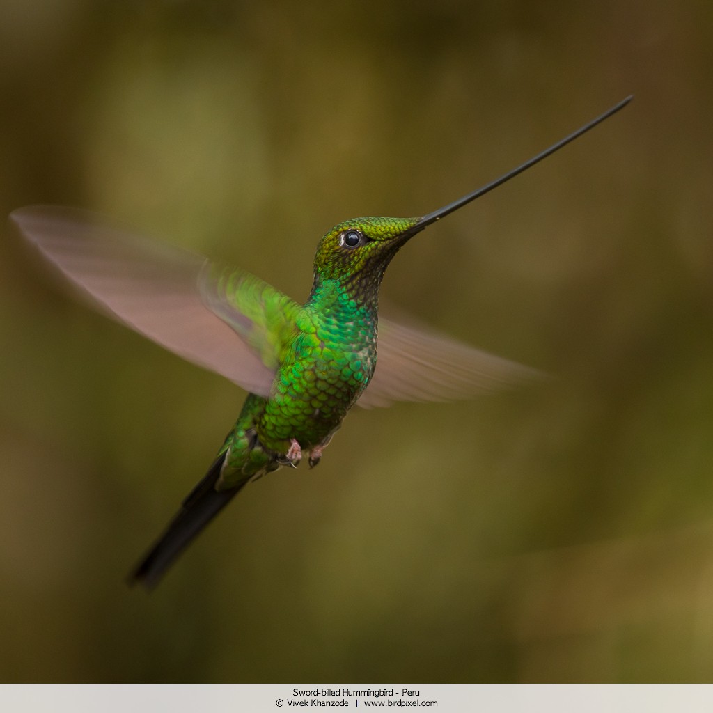 Sword-billed Hummingbird - Vivek Khanzode