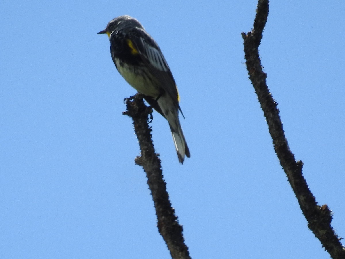 Yellow-rumped Warbler (Audubon's) - Tina Toth