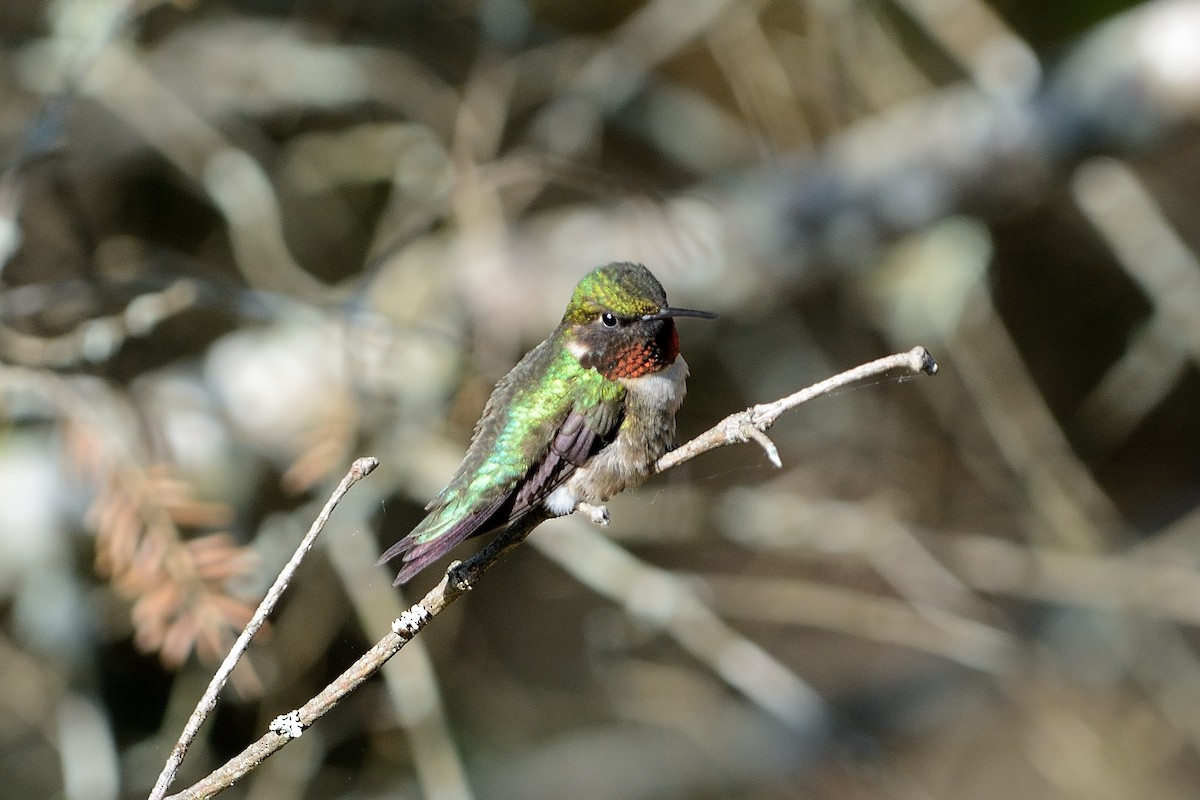 Ruby-throated Hummingbird - ML102729501