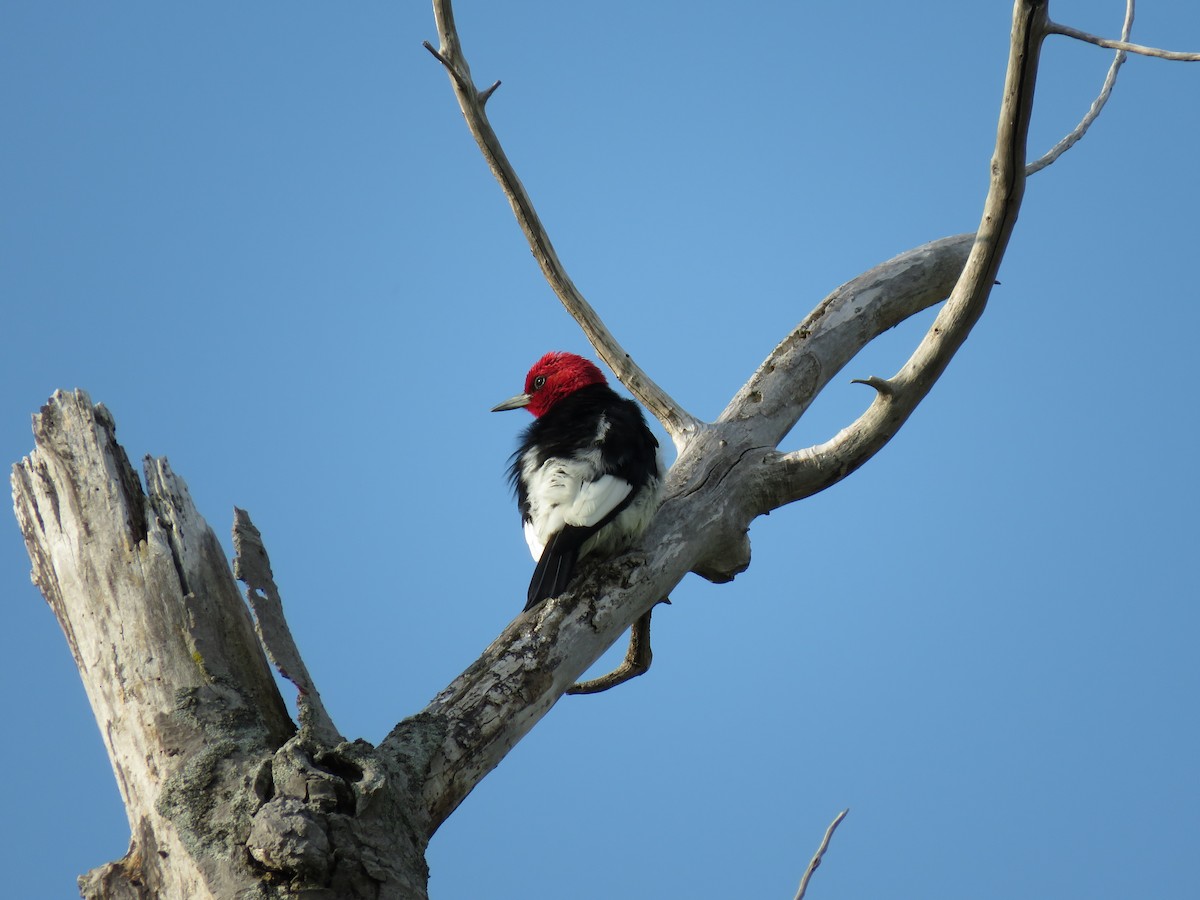 Red-headed Woodpecker - ML102730001