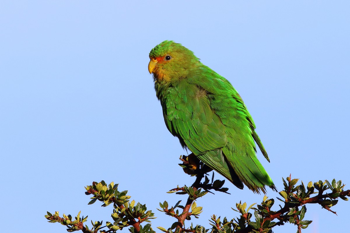Rufous-fronted Parakeet - Bob Shettler