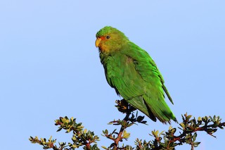  - Rufous-fronted Parakeet