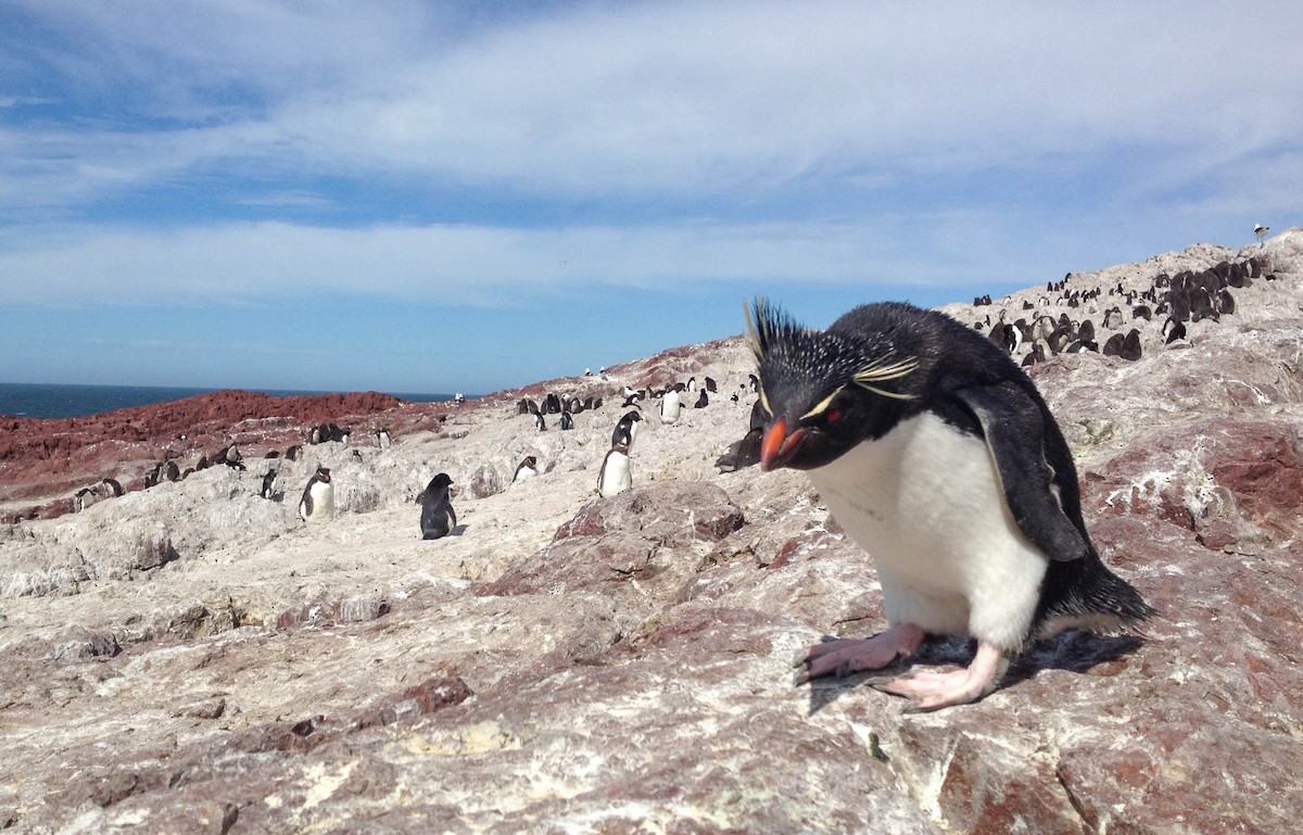 Southern Rockhopper Penguin - Santiago Imberti