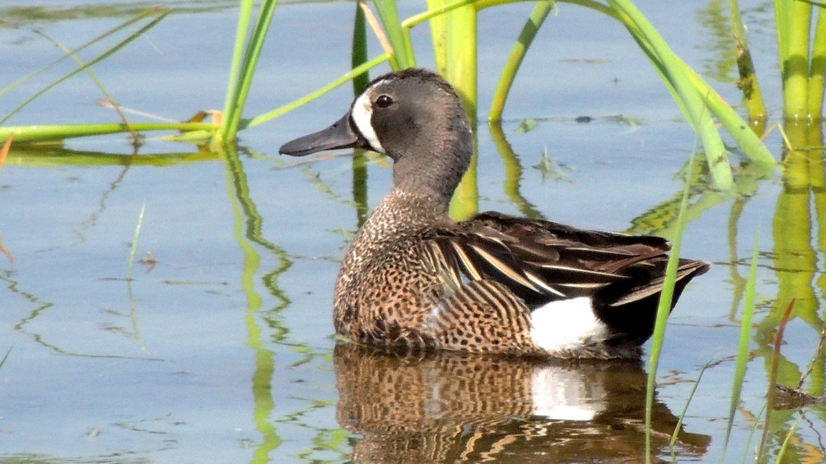 Blue-winged Teal - ML102735541