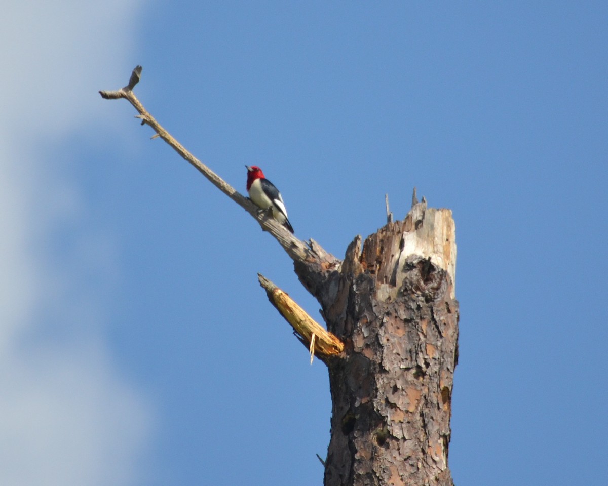 Red-headed Woodpecker - ML102735921