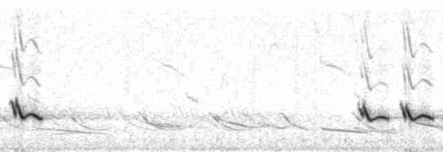 Moqueur des savanes (groupe gilvus) - ML10274