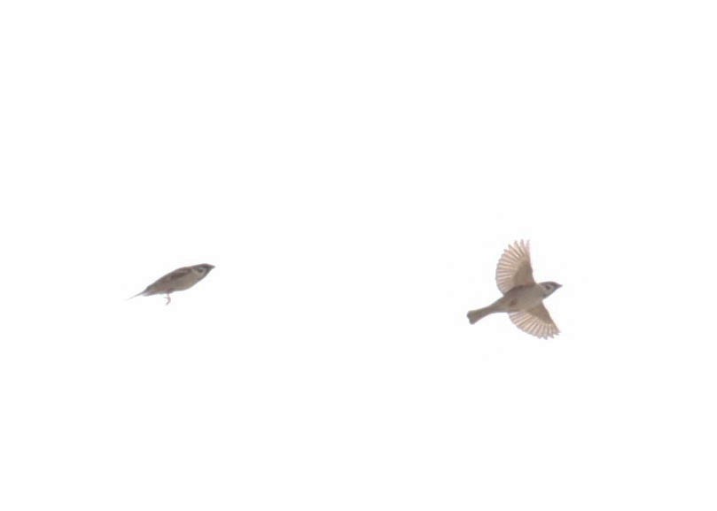 Eurasian Tree Sparrow - Skye Haas