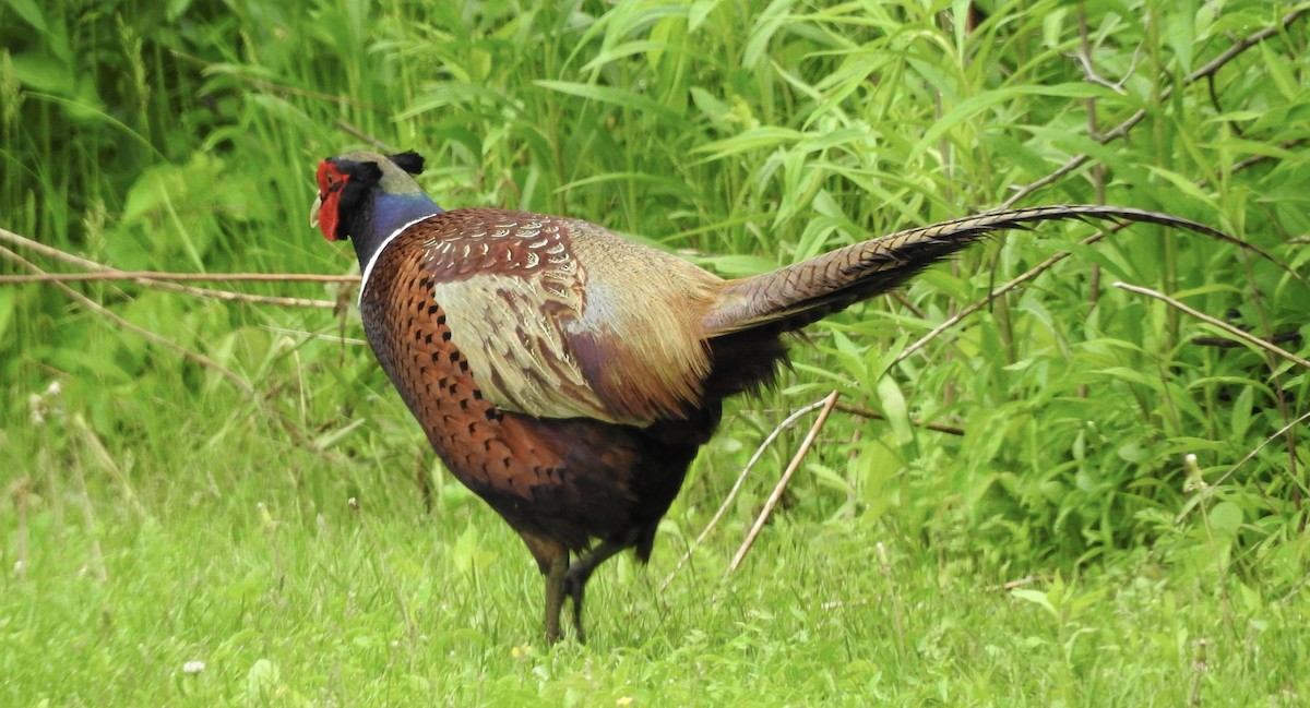 Ring-necked Pheasant - ML102745491