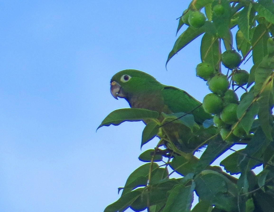 Olive-throated Parakeet (Aztec) - ML102747071