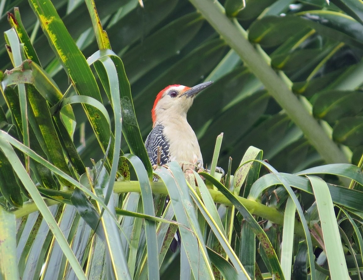 Golden-fronted Woodpecker (Velasquez's) - ML102747211