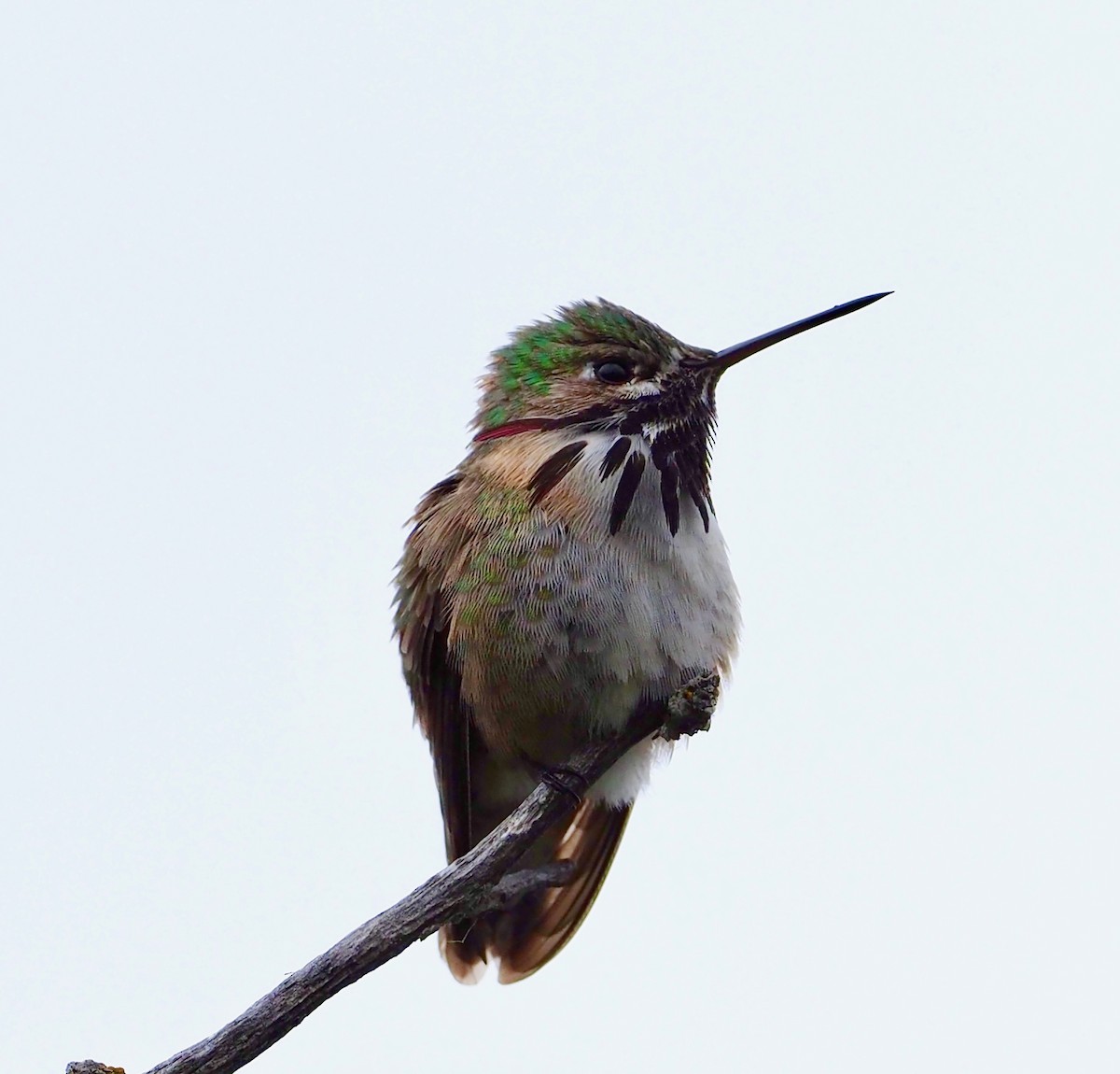 Calliope Hummingbird - ML102755321