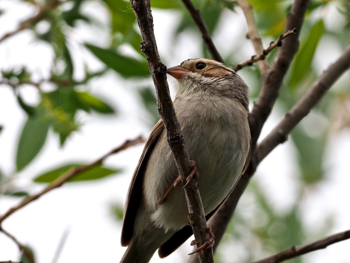 Clay-colored Sparrow - John Anderson