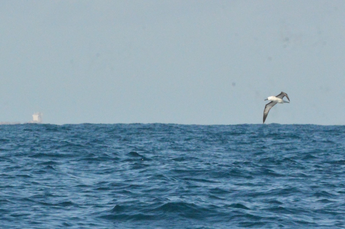 Atlantic Yellow-nosed Albatross - Fabio Barata