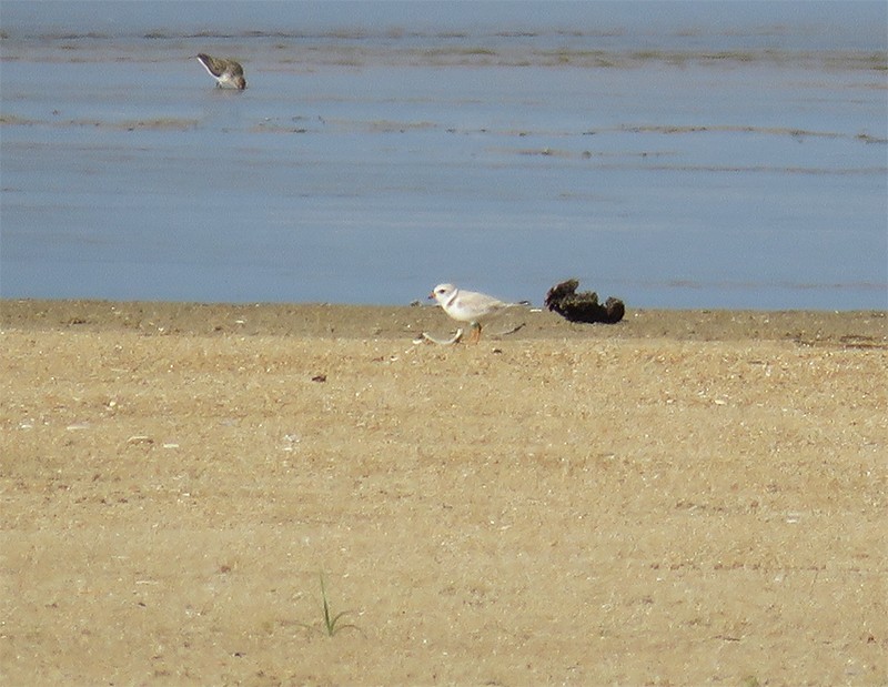 Piping Plover - ML102756641