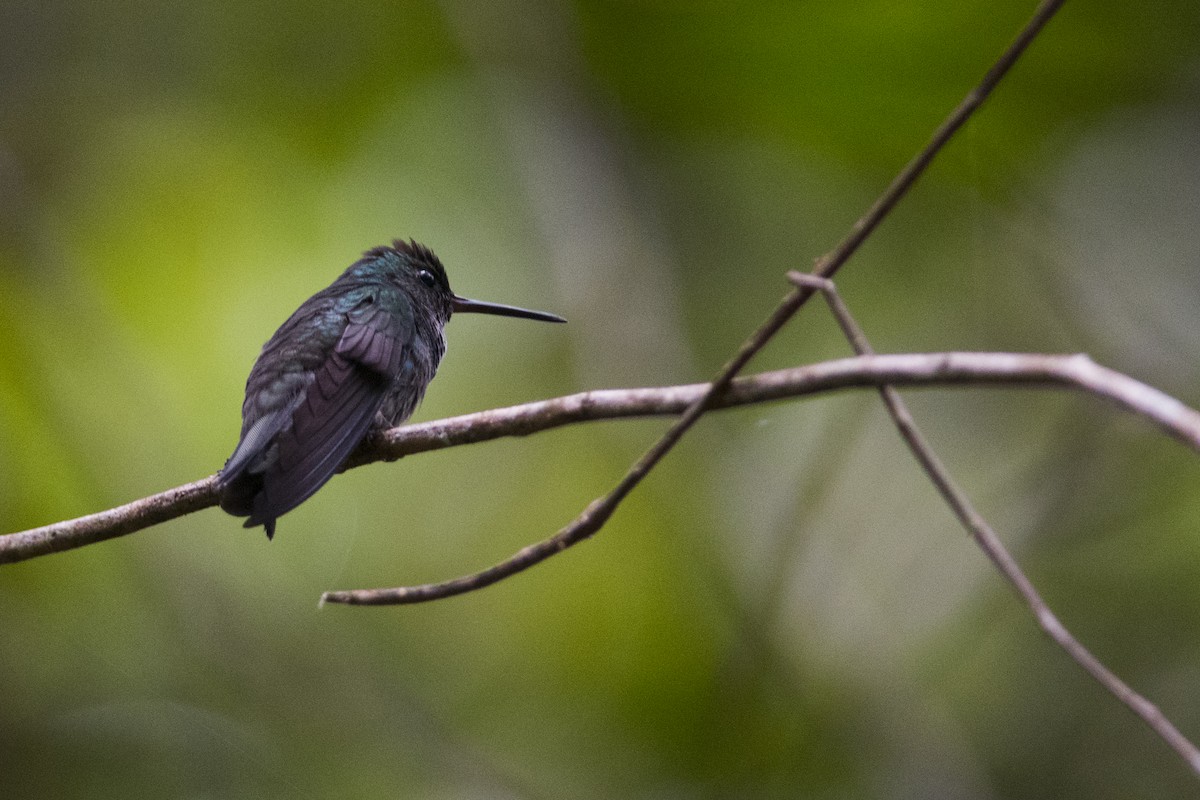 Purple-chested Hummingbird - John Cahill xikanel.com
