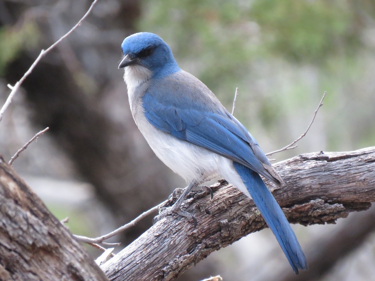 Mexican Jay - ML102761381