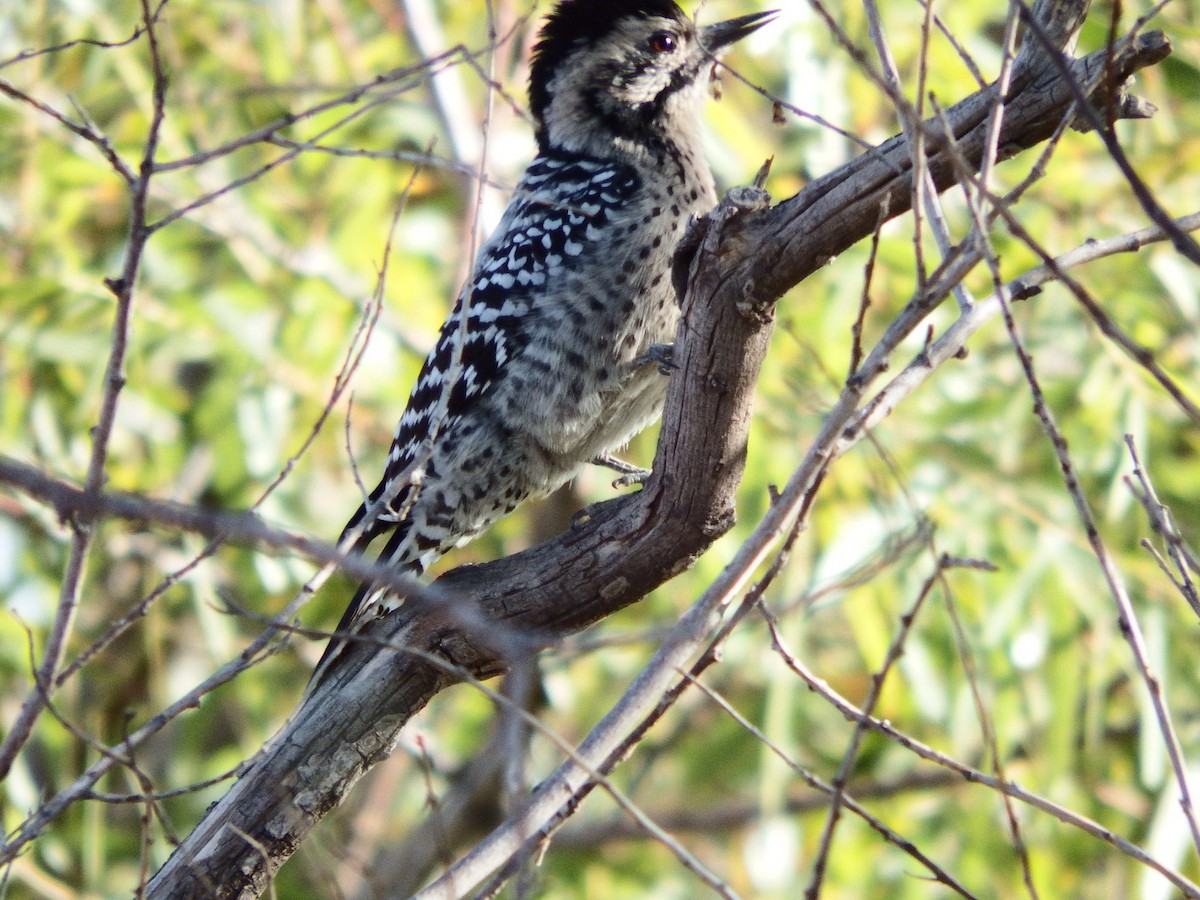 Ladder-backed Woodpecker - Bill Ypsilantis