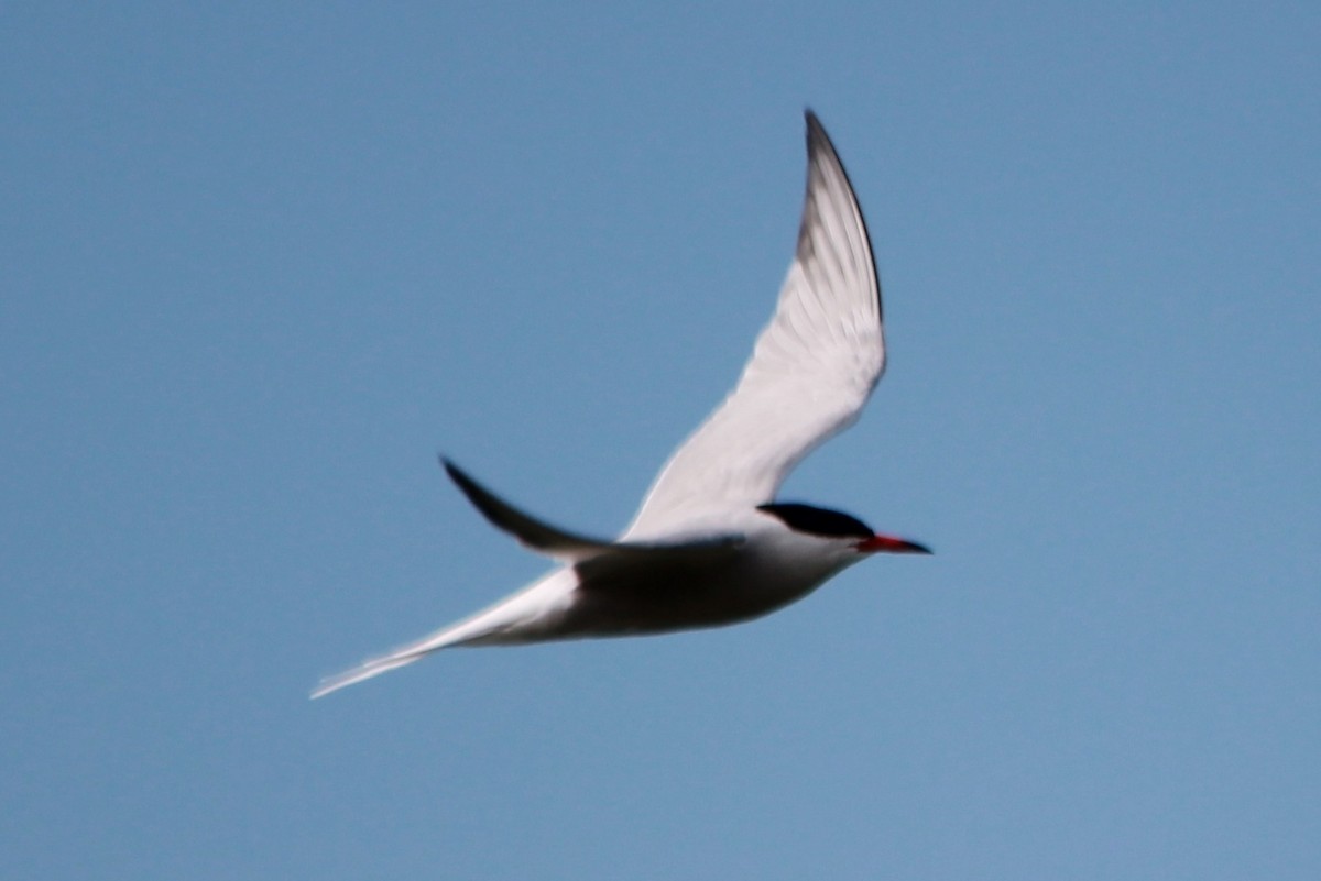 Common Tern - Steve Minard