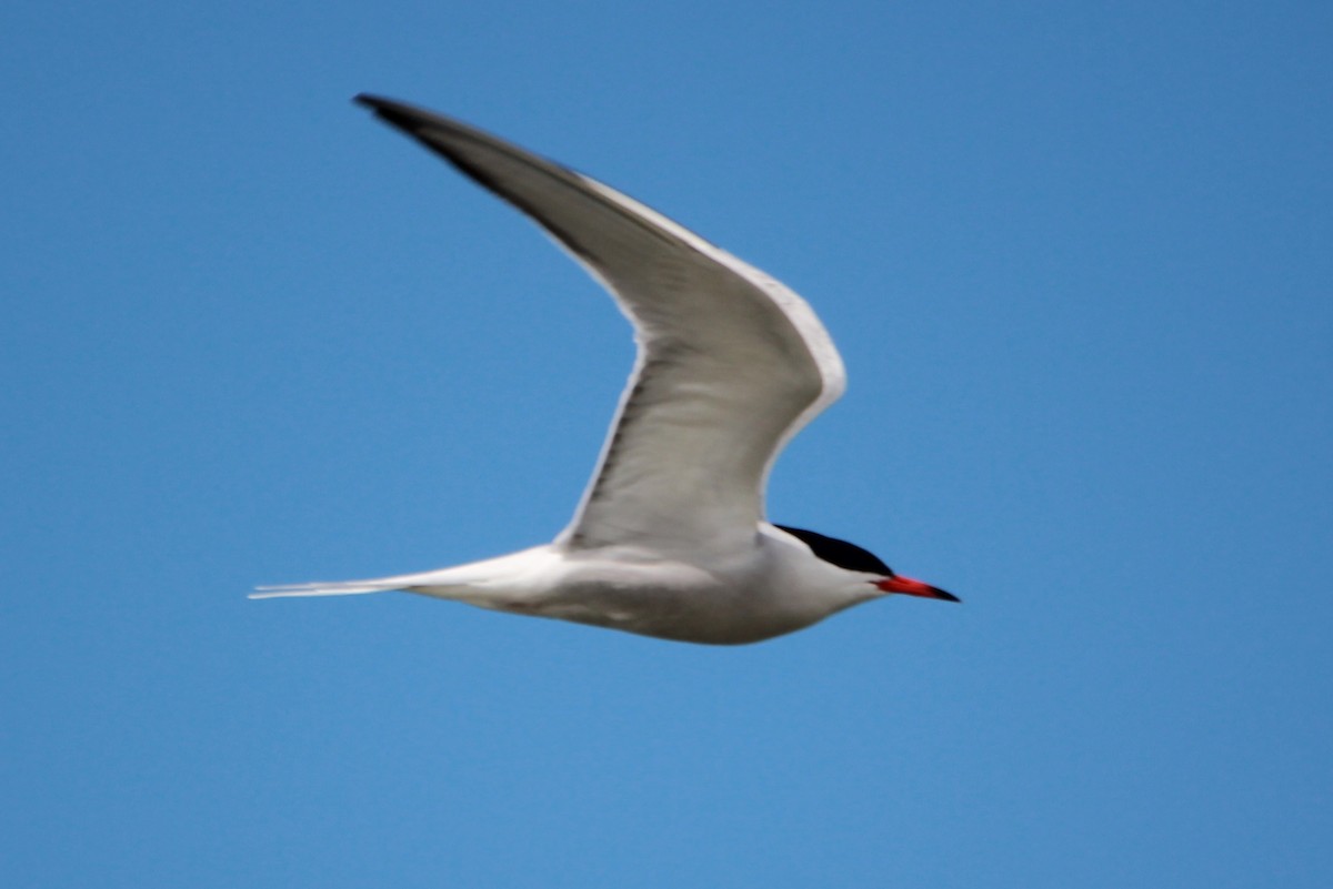 Common Tern - Steve Minard