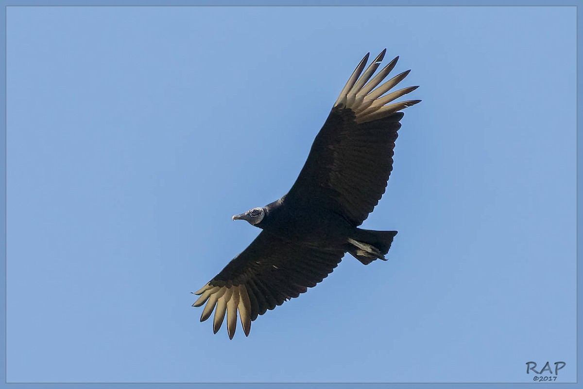 Black Vulture - ML102764091