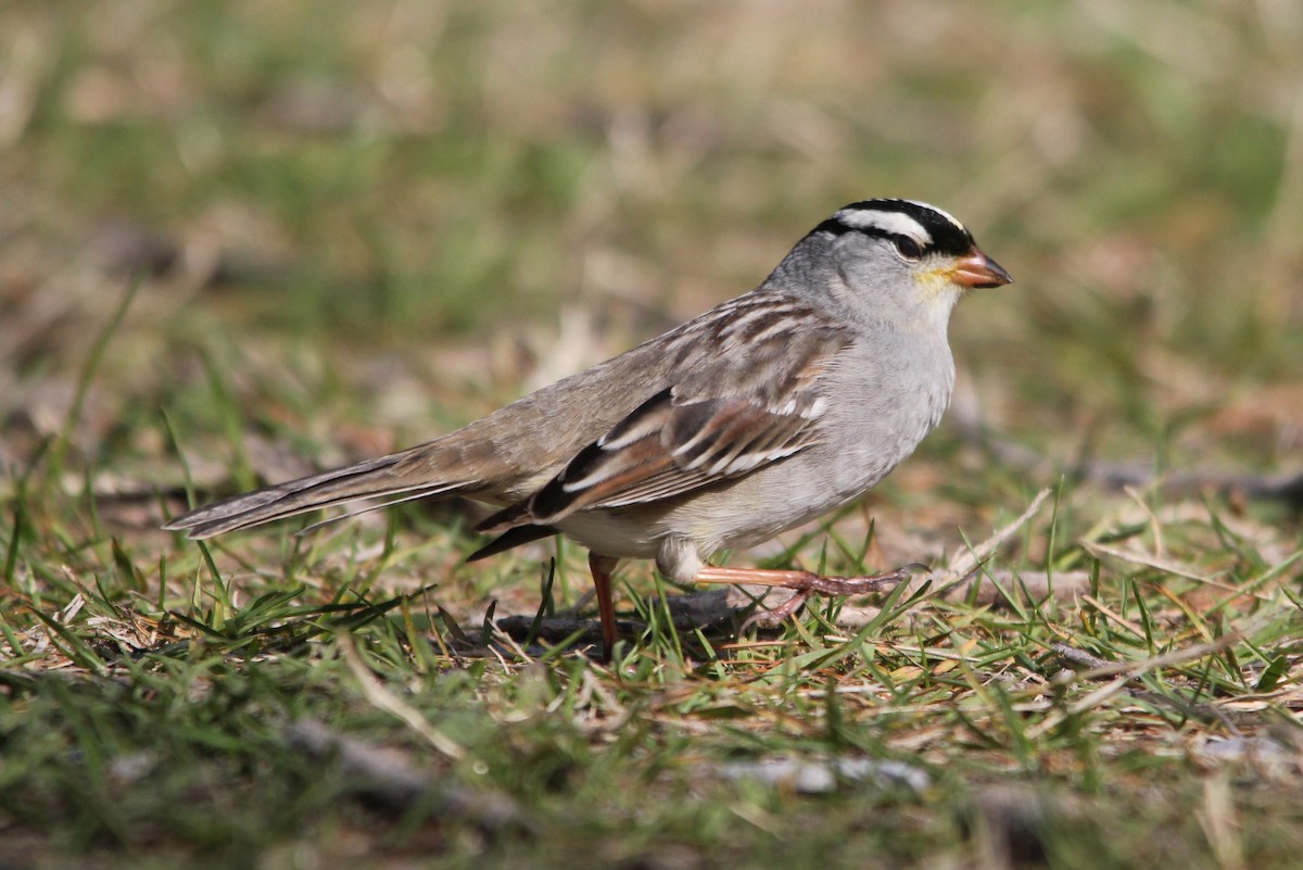 White-crowned Sparrow - Steve Minard