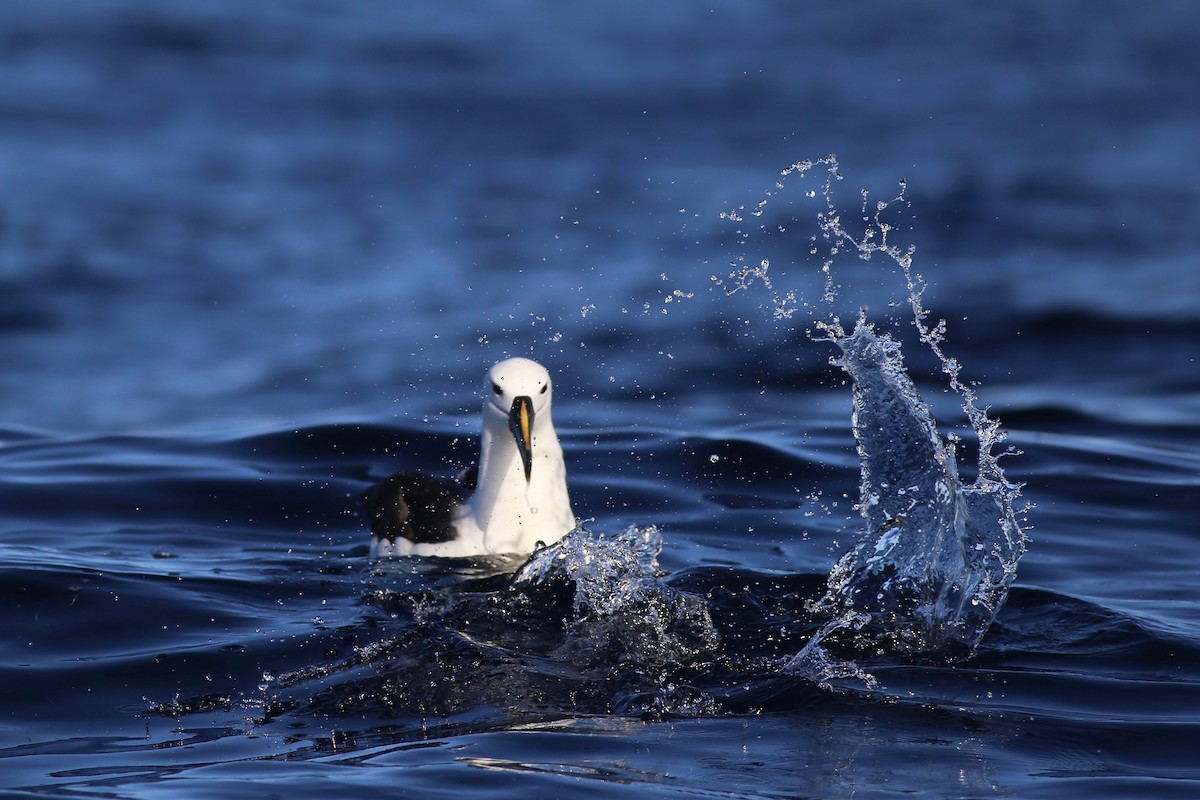 Indian Yellow-nosed Albatross - Peter Hosner