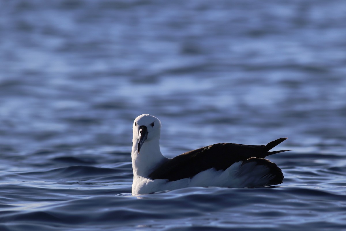 Atlantic/Indian Yellow-nosed Albatross - Peter Hosner