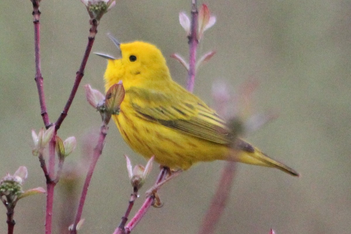 Yellow Warbler - Steve Minard