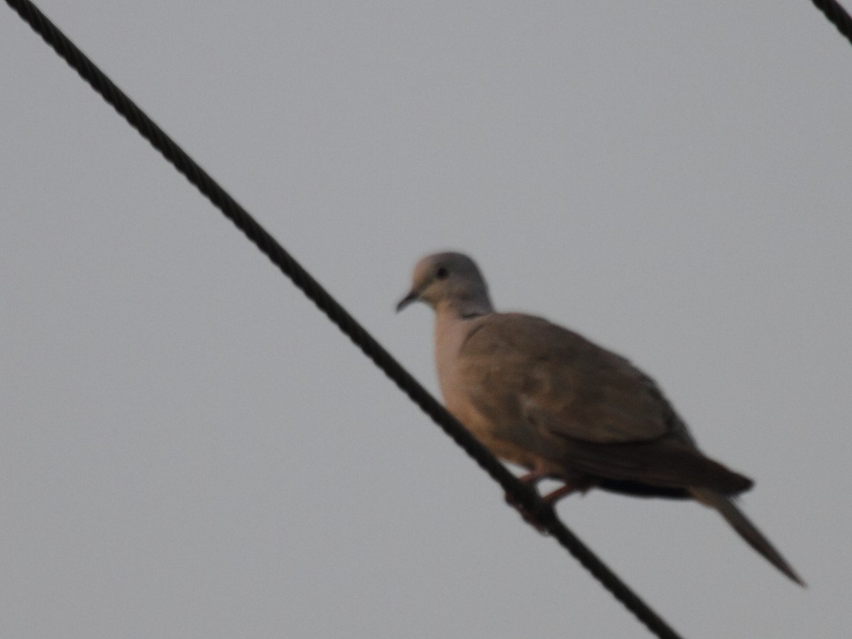 Eurasian Collared-Dove - ML102766211