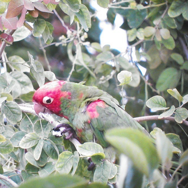 Red-masked Parakeet - ML102768261