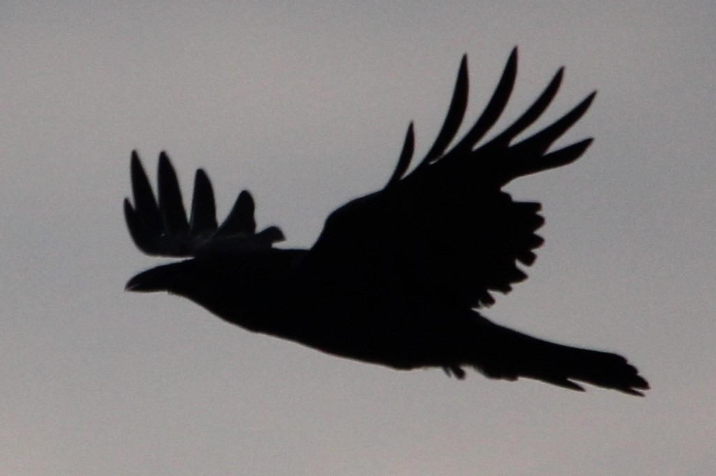 Common Raven - Steve Minard