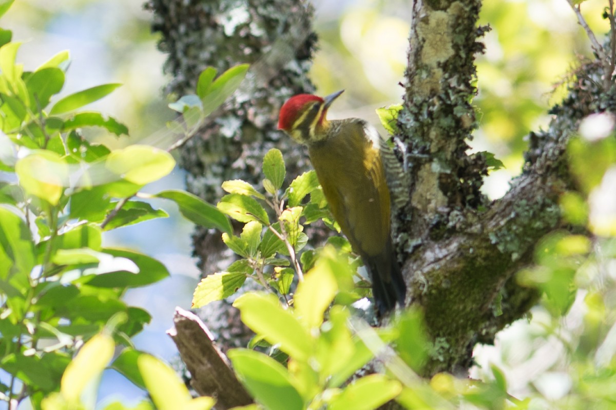 White-browed Woodpecker - Hudson - BirdsRio