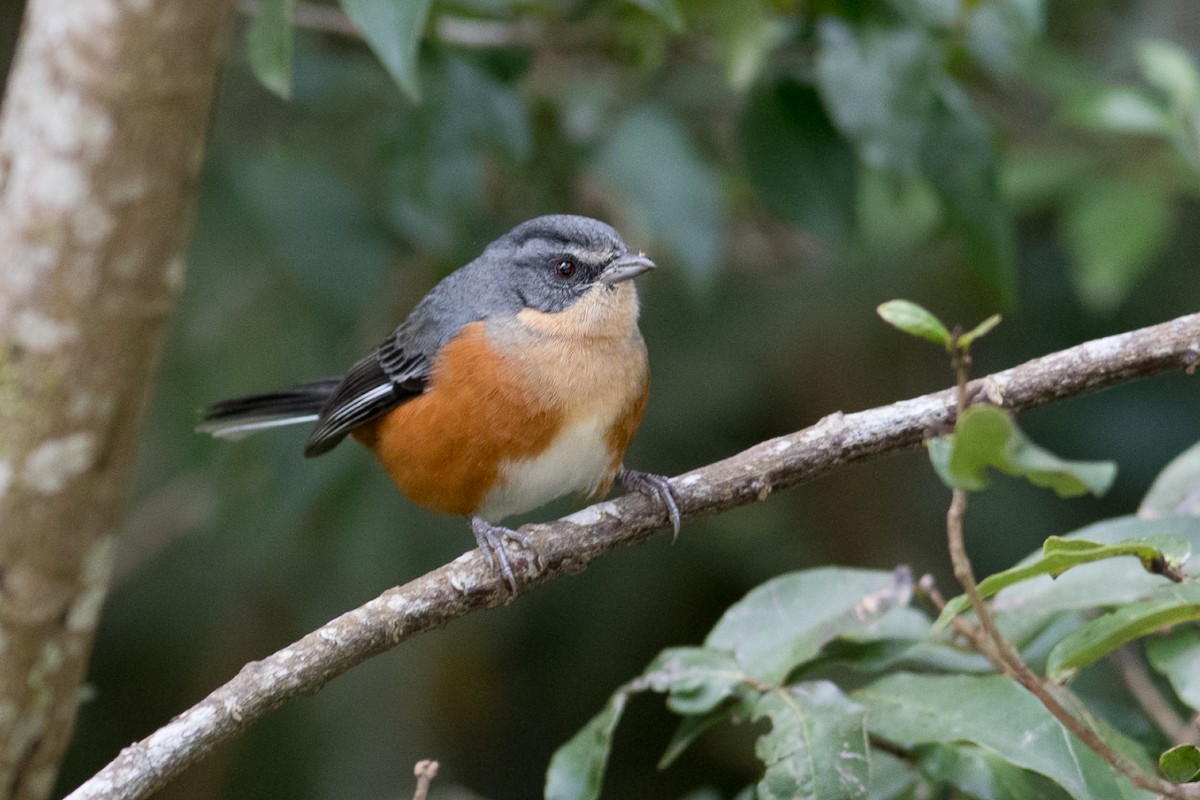 Buff-throated Warbling Finch - Hudson - BirdsRio