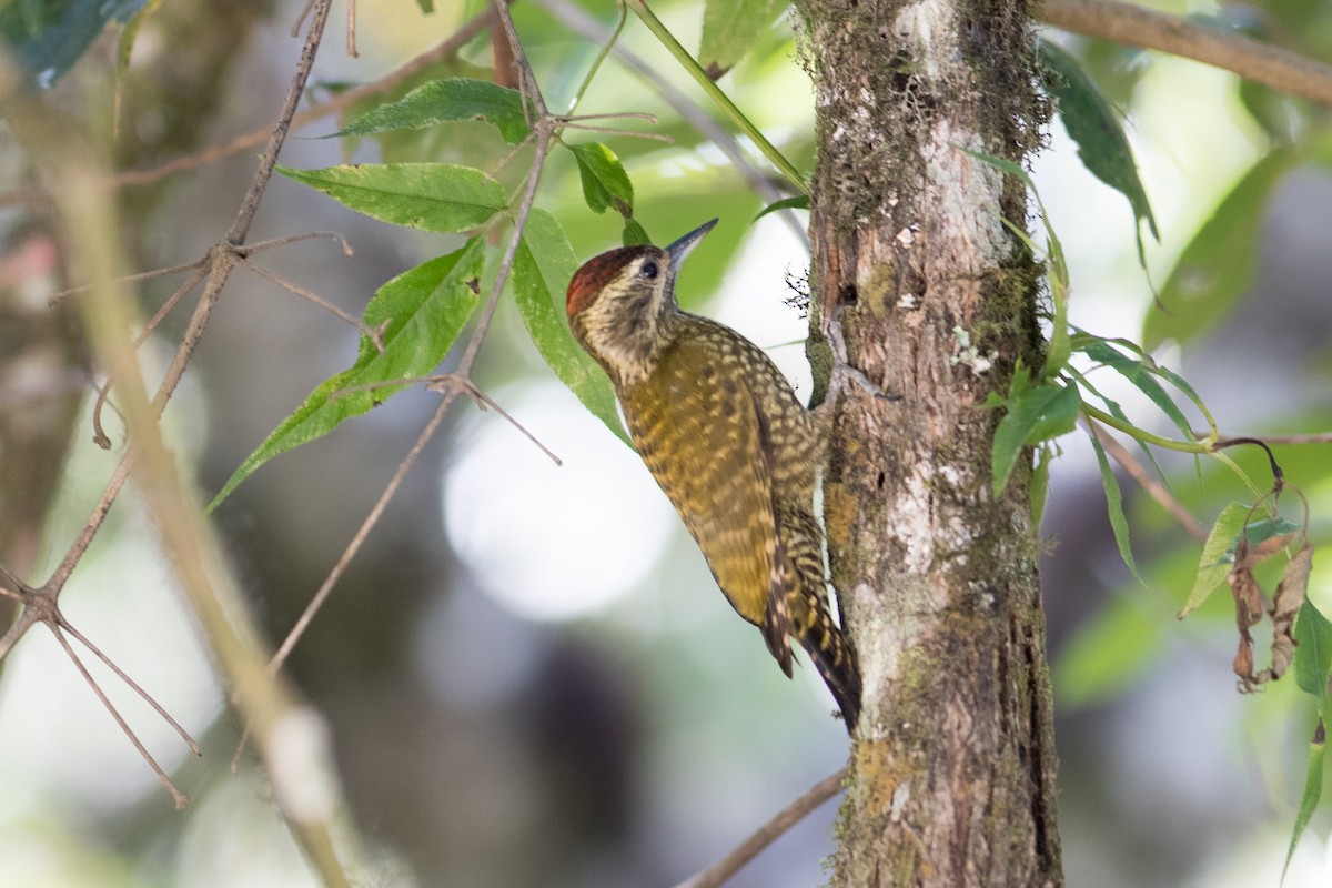 Yellow-eared Woodpecker - ML102773261