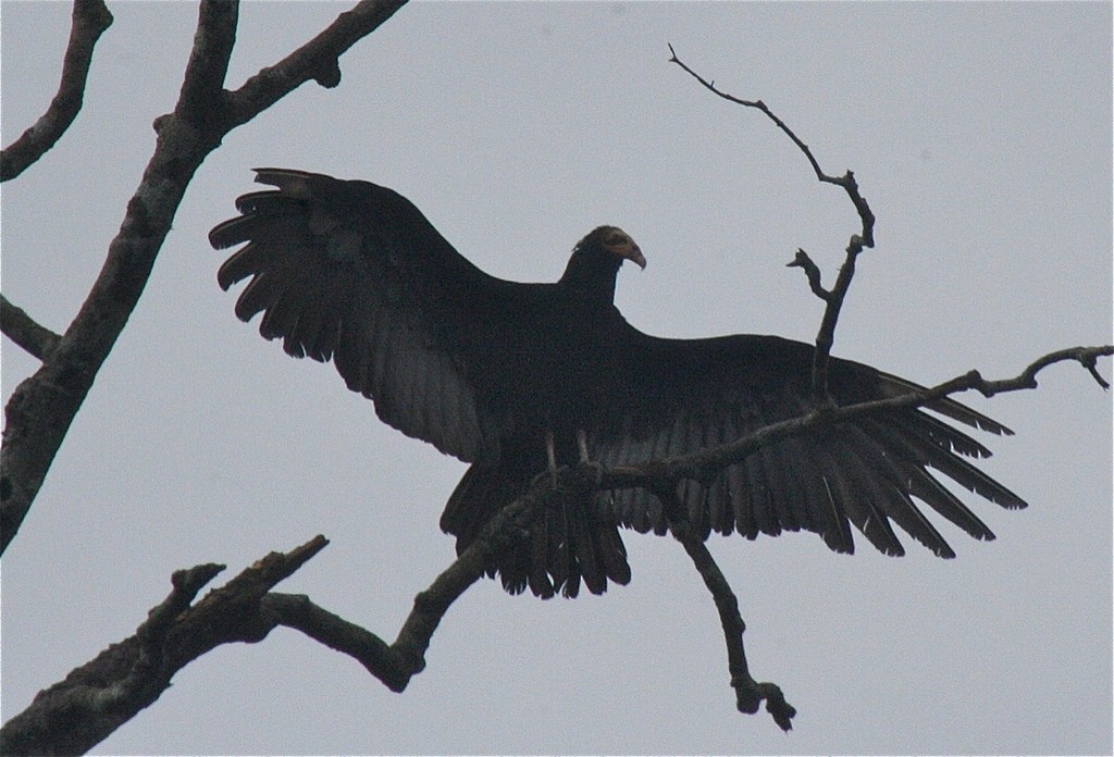 Greater Yellow-headed Vulture - ML102775511