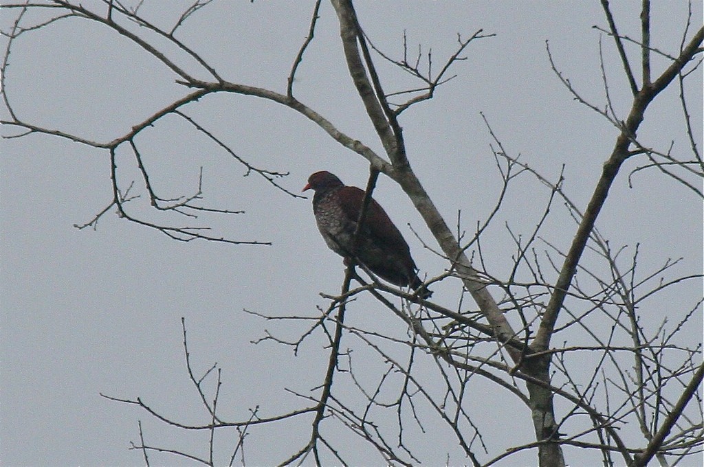 Scaled Pigeon - ML102775791