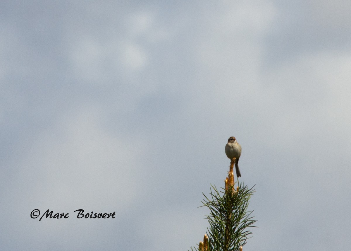 Field Sparrow - Marc Boisvert