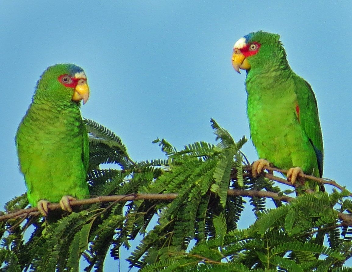 White-fronted Parrot - ML102783681