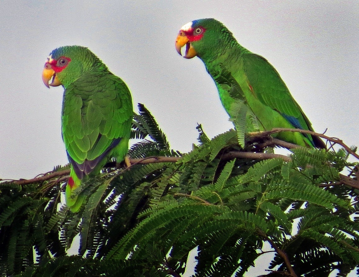White-fronted Parrot - ML102783691