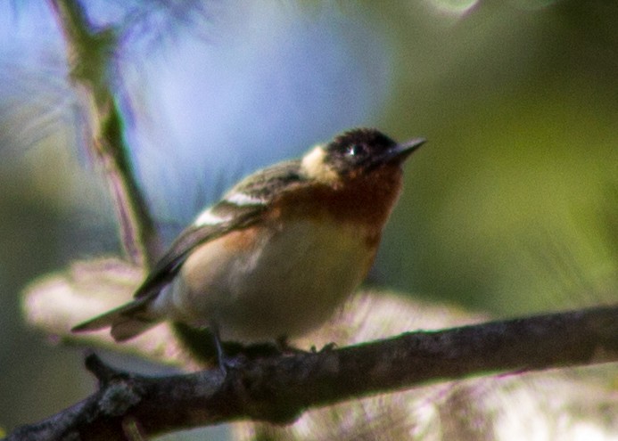 Bay-breasted Warbler - ML102783851